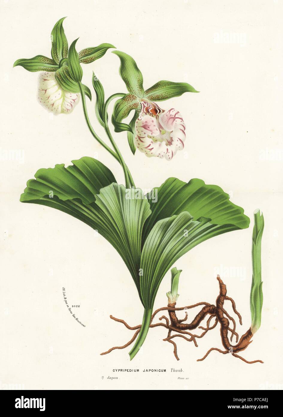 Japanese cypripedium orchid or kumagaisou, Cypripedium japonicum. Vulnerable. Handcoloured lithograph from Louis van Houtte and Charles Lemaire's Flowers of the Gardens and Hothouses of Europe, Flore des Serres et des Jardins de l'Europe, Ghent, Belgium, 1874. Stock Photo