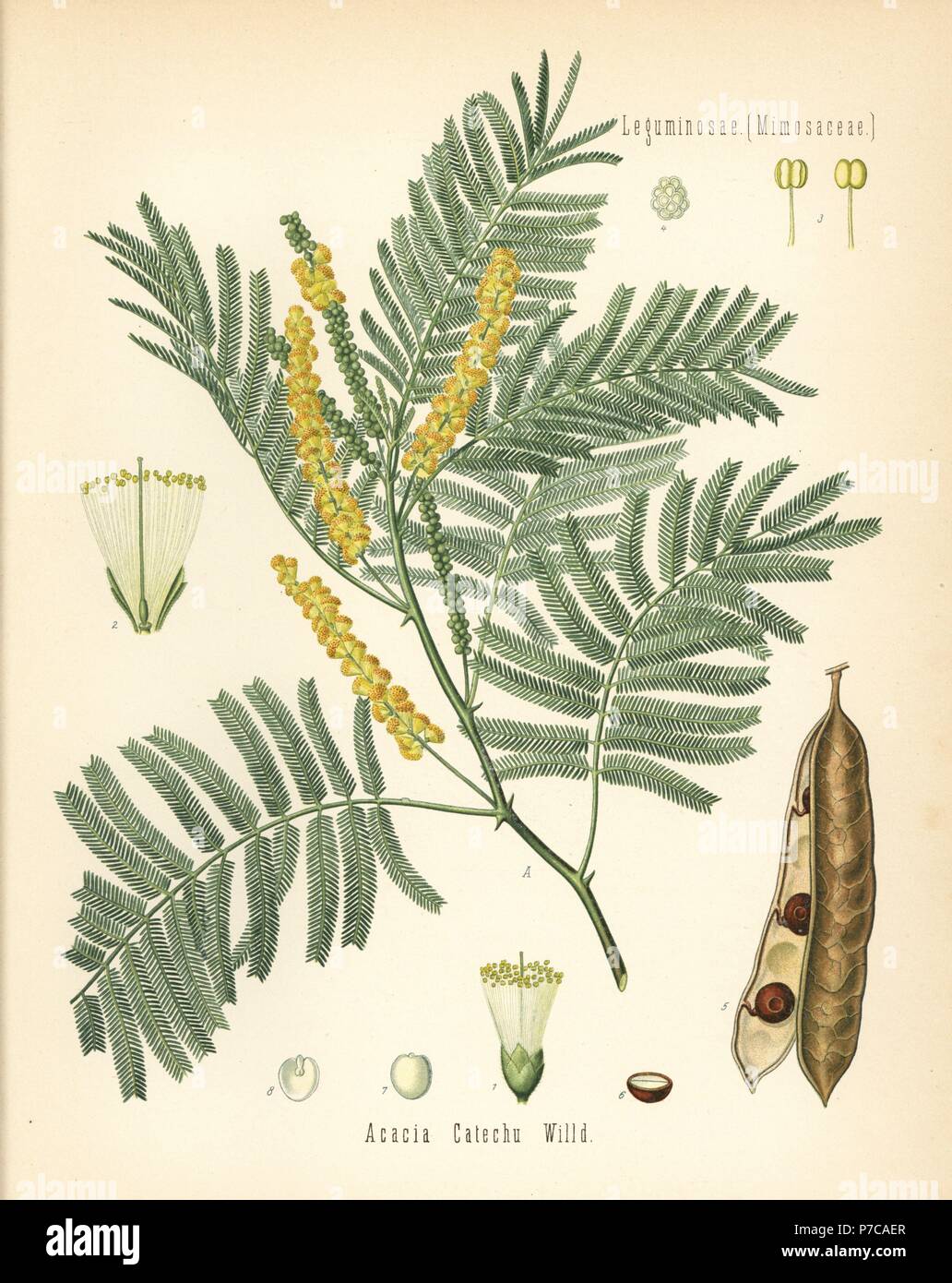 Catechu or black cutch, Acacia catechu. Chromolithograph after a botanical illustration from Hermann Adolph Koehler's Medicinal Plants, edited by Gustav Pabst, Koehler, Germany, 1887. Stock Photo