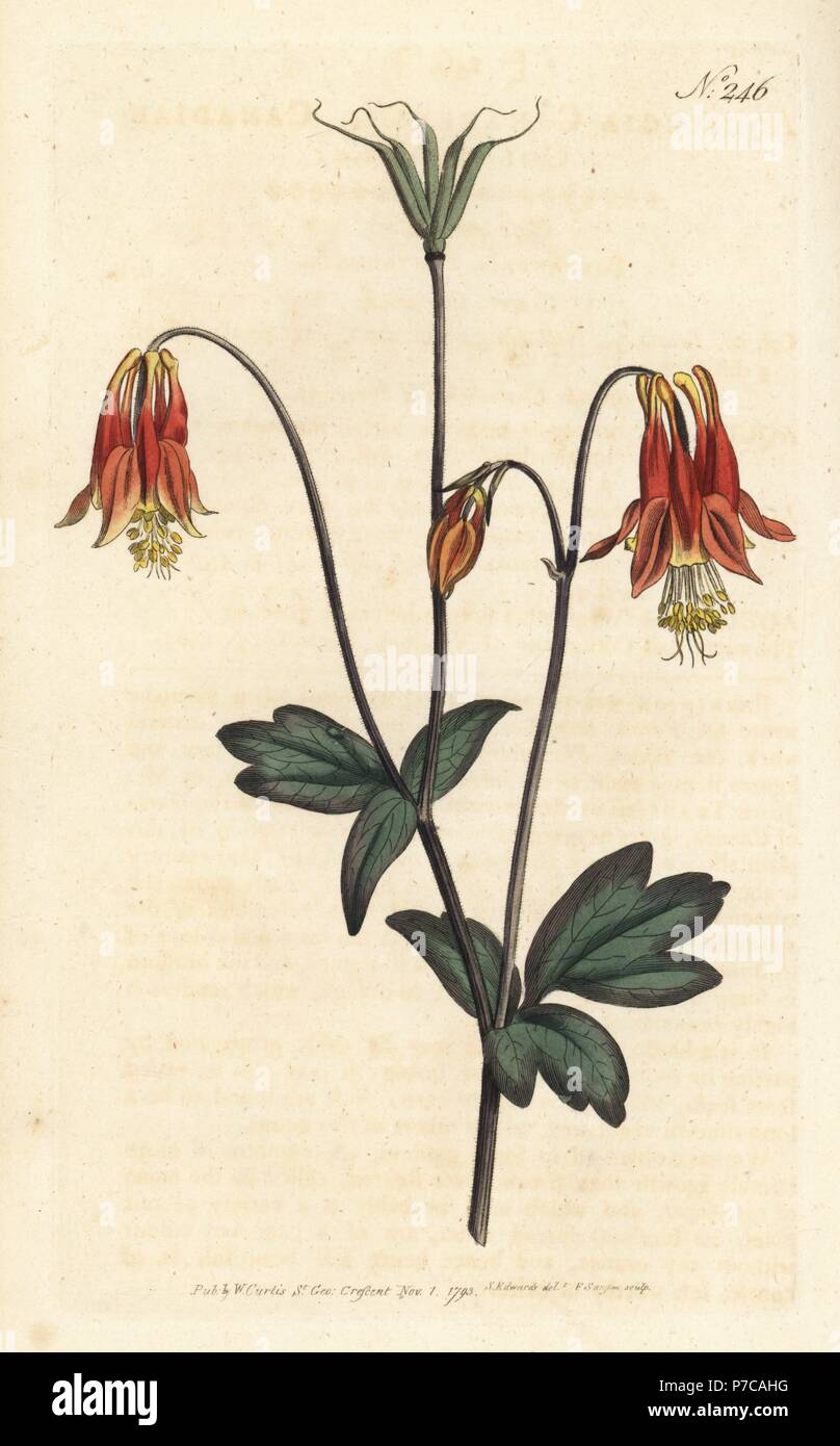 Canadian columbine, Aquilegia canadensis. Handcoloured copperplate engraving by Sansom after an illustration by Sydenham Edwards rom William Curtis' Botanical Magazine, London, 1793. Stock Photo