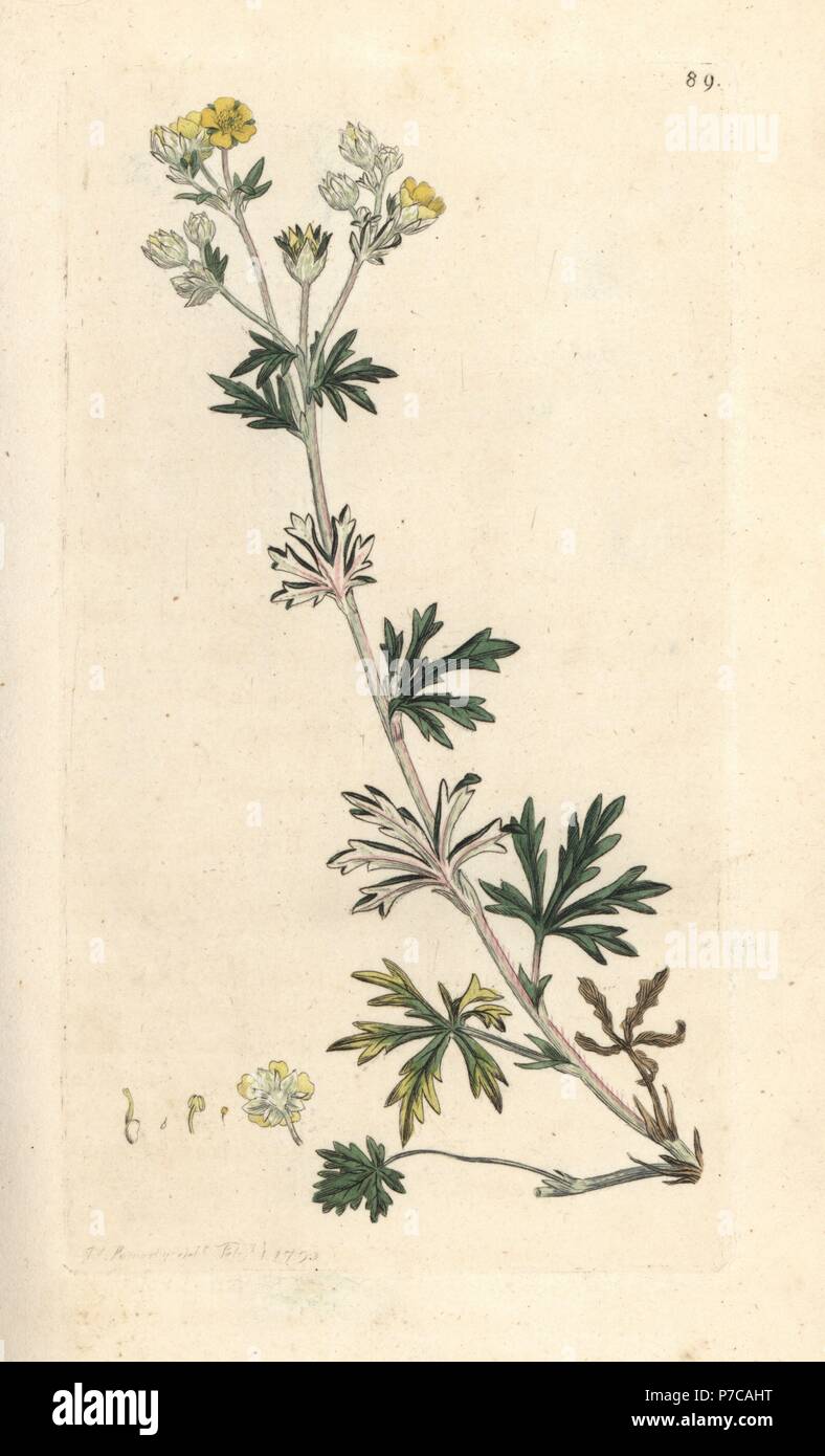 Hoary cinquefoil, Potentilla argentea. Handcoloured copperplate engraving after an illustration by James Sowerby from James Smith's English Botany, London, 1793. Stock Photo