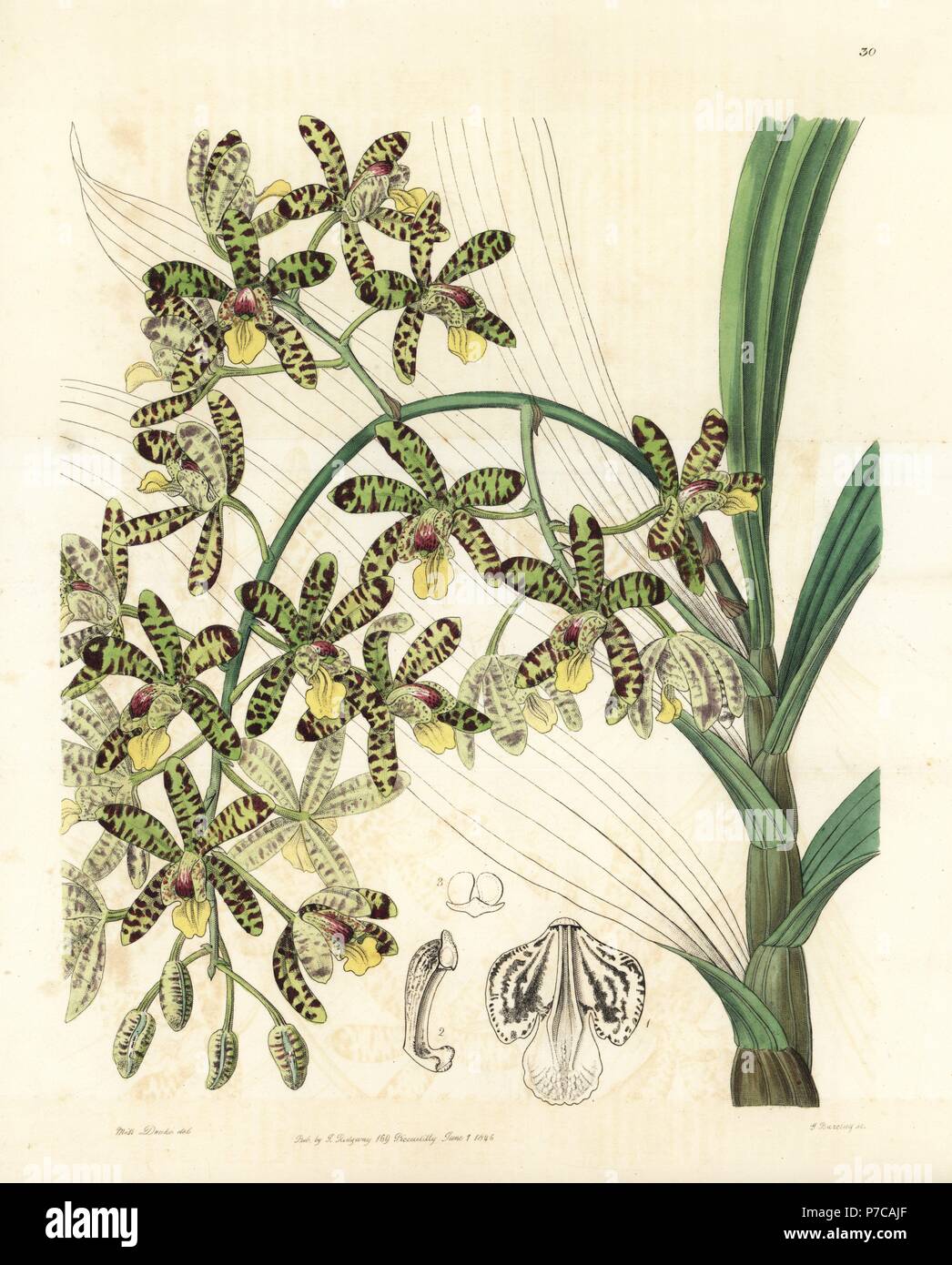 African ansellia or leopard orchid, Ansellia africana. Handcoloured copperplate engraving by George Barclay after an illustration by Miss Sarah Drake from Edwards' Botanical Register, edited by John Lindley, London, Ridgeway, 1846. Stock Photo