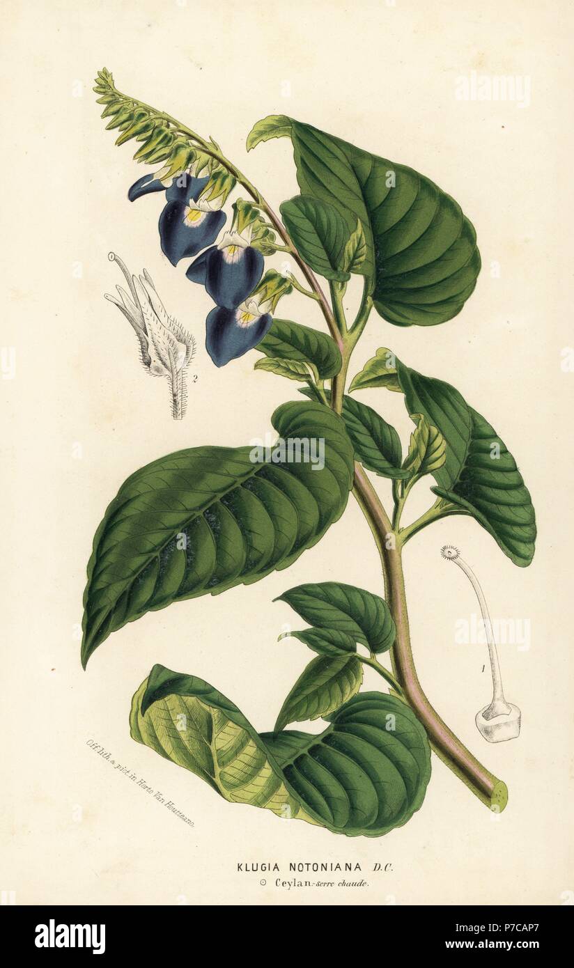 Rhynchoglossum notonianum (Klugia notoniana). Native to Sri Lanka (Ceylon). Handcoloured lithograph from Louis van Houtte and Charles Lemaire's Flowers of the Gardens and Hothouses of Europe, Flore des Serres et des Jardins de l'Europe, Ghent, Belgium, 1851. Stock Photo