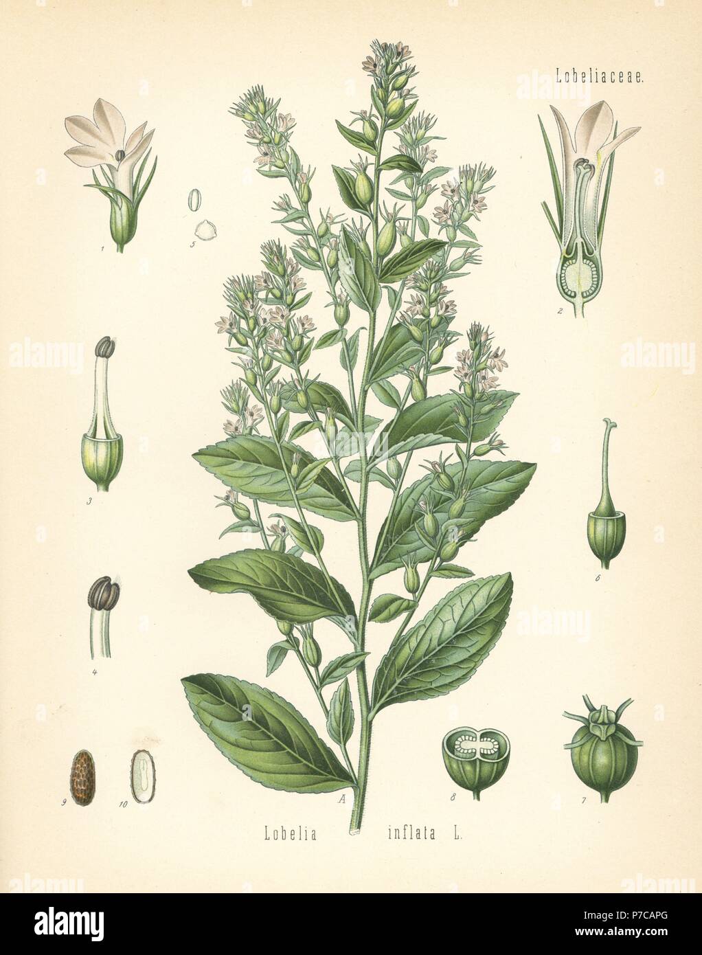 Indian tobacco or puke weed, Lobelia inflata. Chromolithograph after a botanical illustration from Hermann Adolph Koehler's Medicinal Plants, edited by Gustav Pabst, Koehler, Germany, 1887. Stock Photo