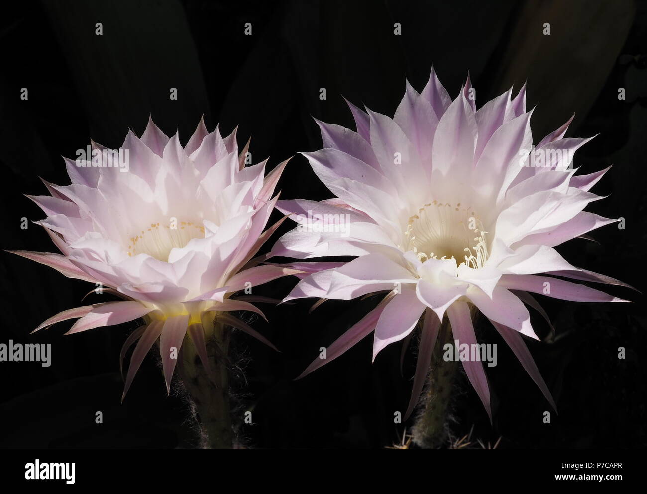 Cactus flower isolatet and zoom Stock Photo