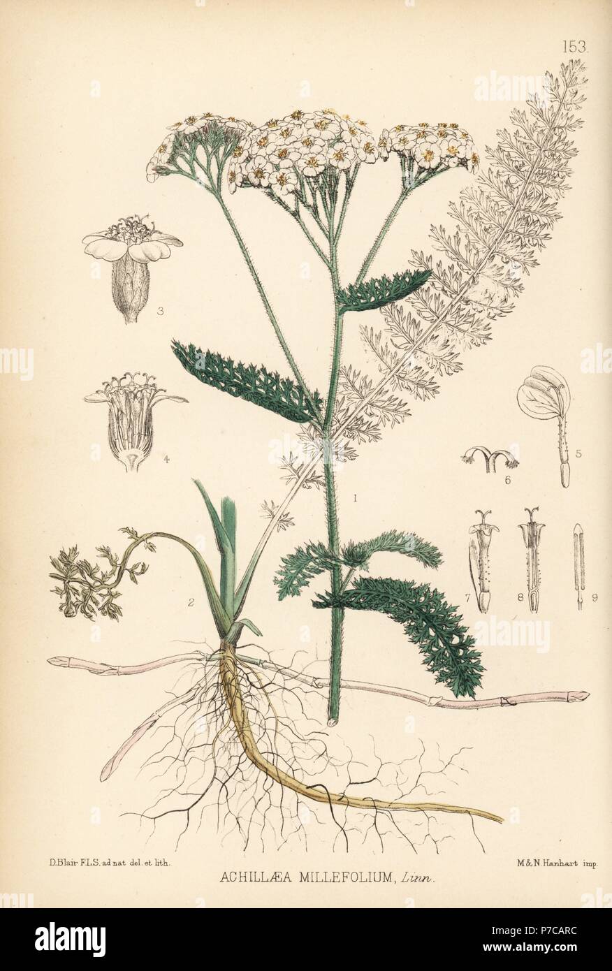 *arabia Botanica ❀ achillea millefolium