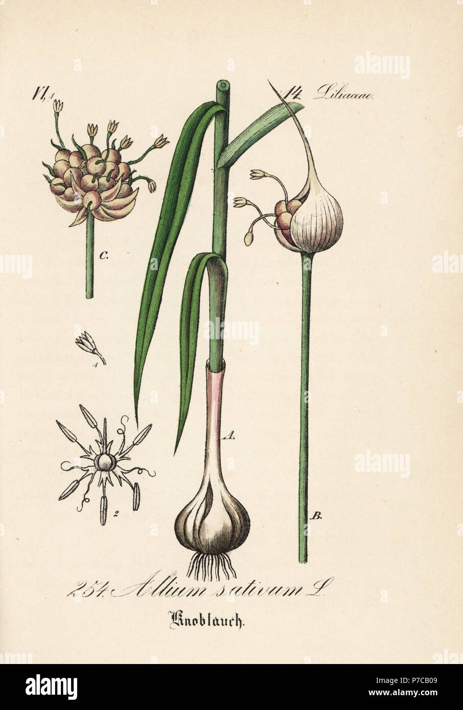 Garlic, Allium sativum. Handcoloured lithograph from Diederich von Schlechtendal's German Flora (Flora von Deutschland), Jena, 1871. Stock Photo