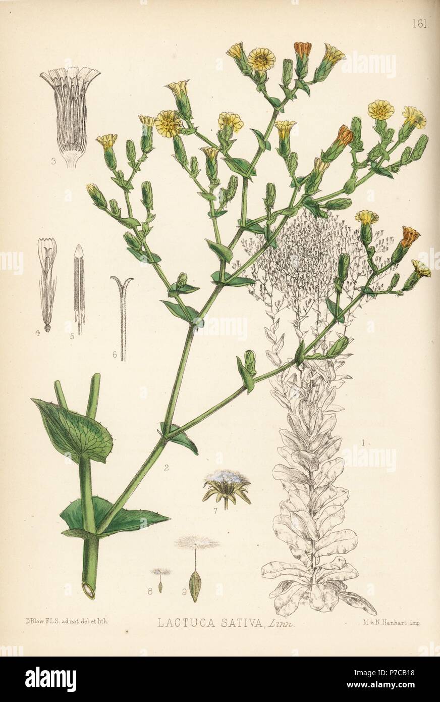 Garden lettuce, Lactuca sativa. Handcoloured lithograph by Hanhart after a botanical illustration by David Blair from Robert Bentley and Henry Trimen's Medicinal Plants, London, 1880. Stock Photo