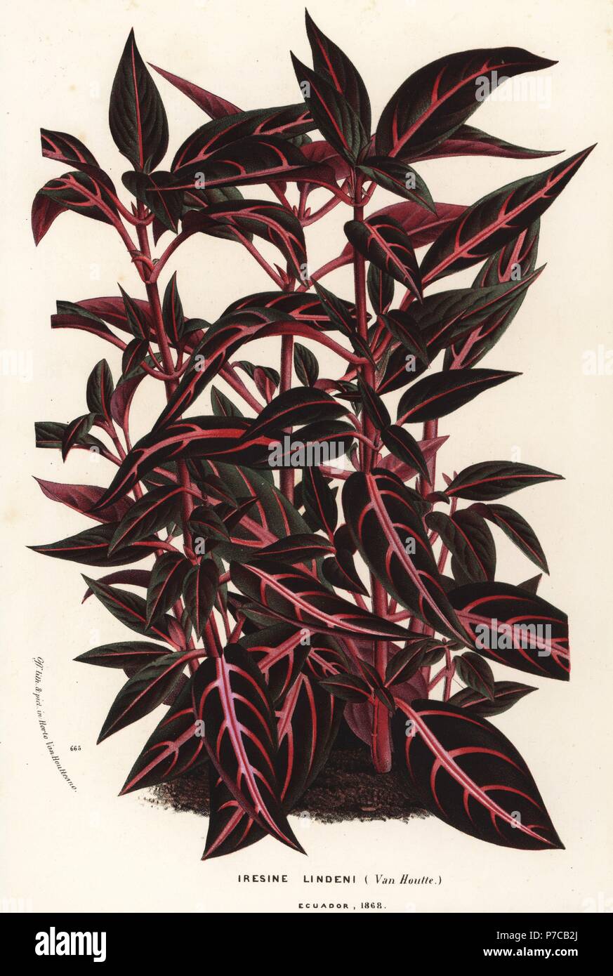 Bloodleaf, Iresine lindenii. Handcoloured lithograph from Louis van Houtte and Charles Lemaire's Flowers of the Gardens and Hothouses of Europe, Flore des Serres et des Jardins de l'Europe, Ghent, Belgium, 1867-1868. Stock Photo