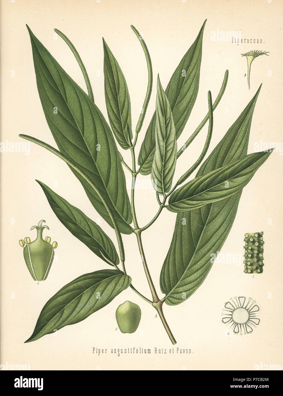 Spiked pepper or matico, Piper aduncum (Piper angustifolium). Chromolithograph after a botanical illustration from Hermann Adolph Koehler's Medicinal Plants, edited by Gustav Pabst, Koehler, Germany, 1887. Stock Photo