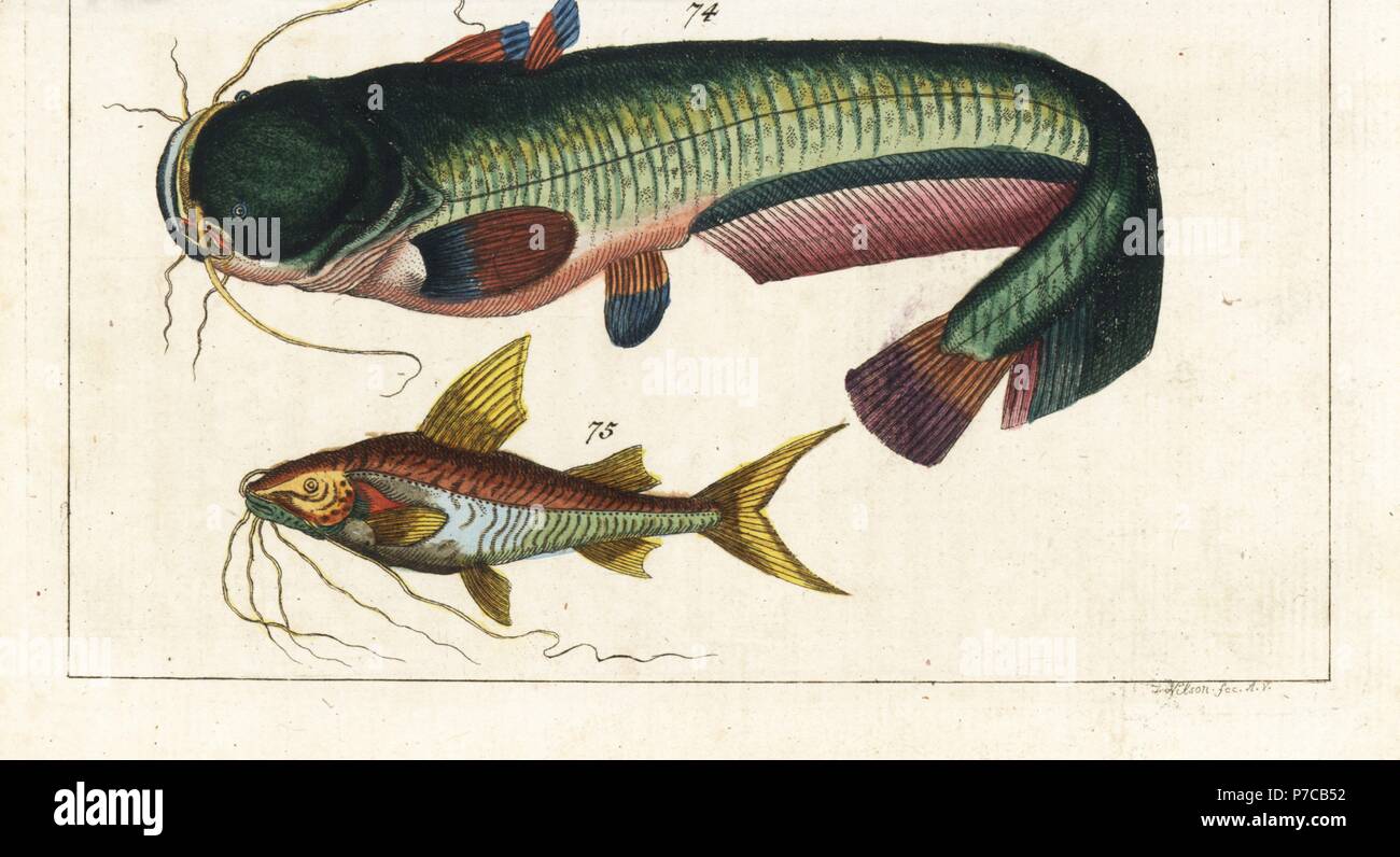 Wels catfish, Silurus glanis 74, and Bloch's catfish, Pimelodus blochii 75. Handcolored copperplate engraving after Jacob Nilson from Gottlieb Tobias Wilhelm's Encyclopedia of Natural History: Fish, Augsburg, 1804. Wilhelm (1758-1811) was a Bavarian clergyman and naturalist known as the German Buffon. Stock Photo