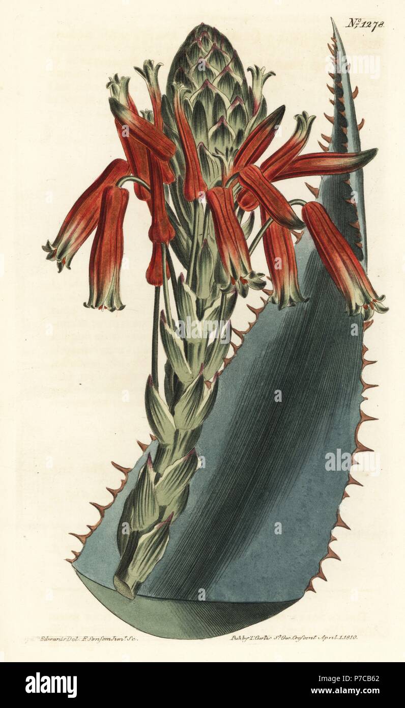 aloe vera houseplant Aloe Nobilis main image 1