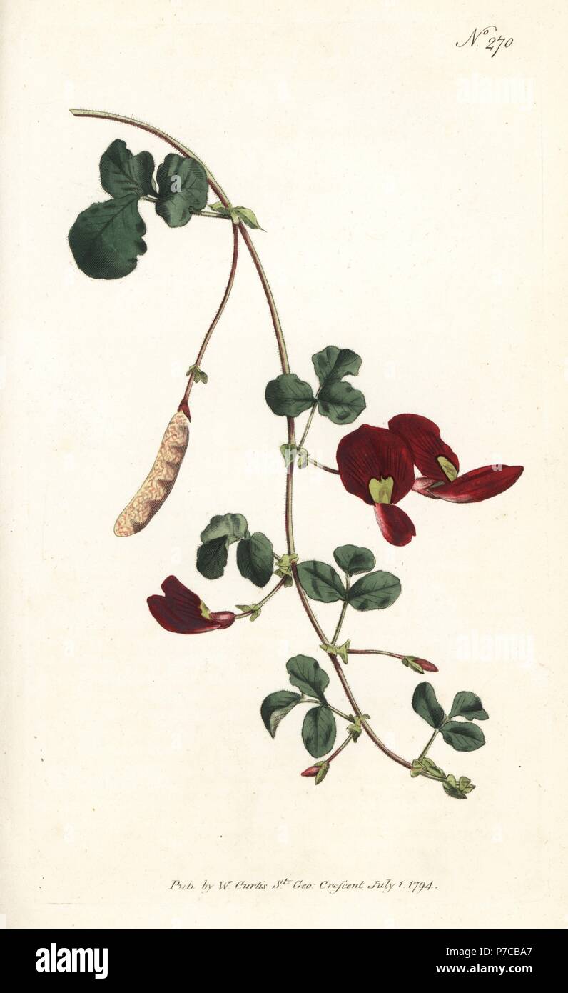 Caulinia coccinea (Scarlet glycine, Glycine coccinea). Handcoloured copperplate engraving from William Curtis' Botanical Magazine, London, 1794. Stock Photo