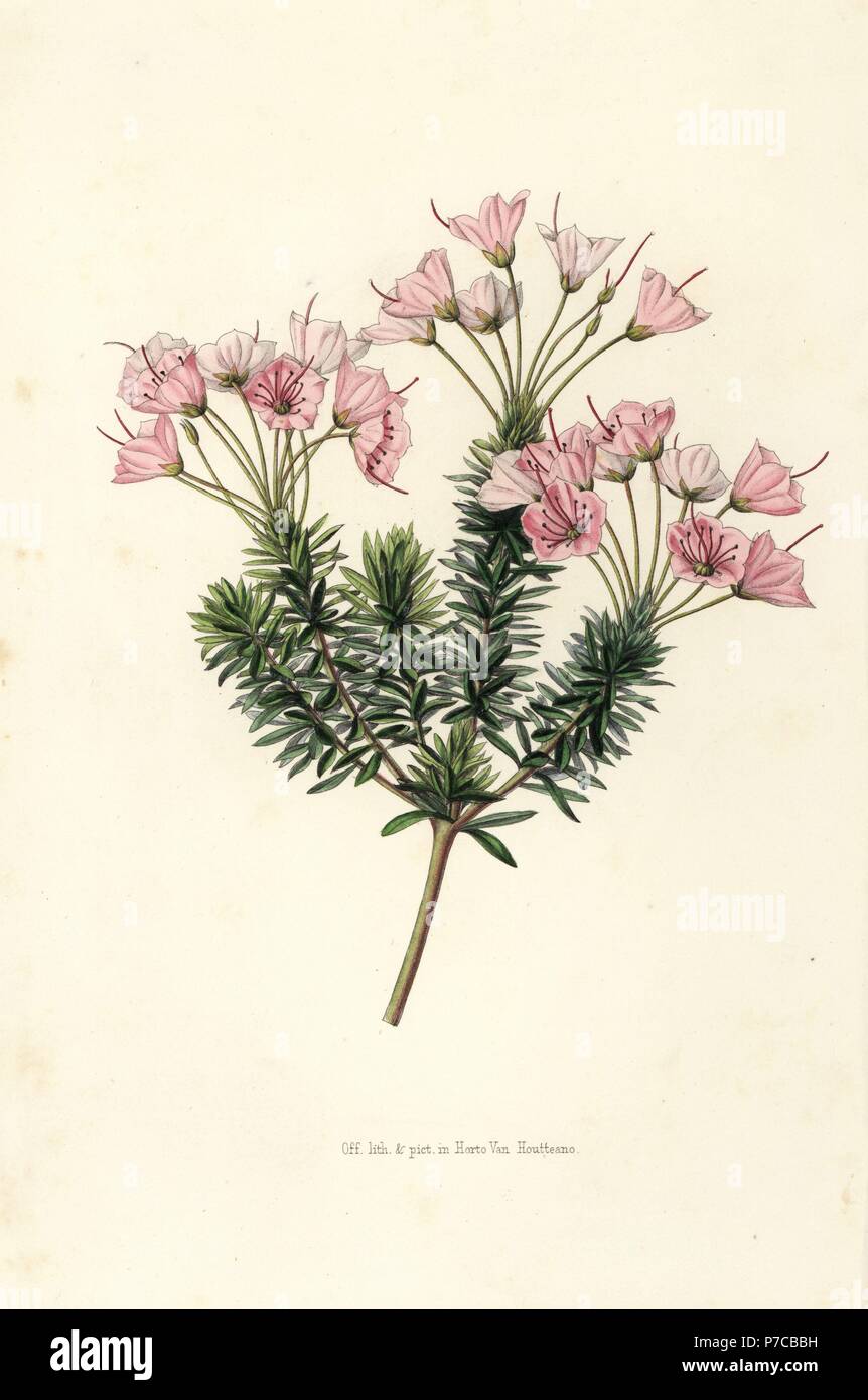 Heather variety, Bryanthus erectus. Handcoloured lithograph from Louis van Houtte and Charles Lemaire's Flowers of the Gardens and Hothouses of Europe, Flore des Serres et des Jardins de l'Europe, Ghent, Belgium, 1851. Stock Photo