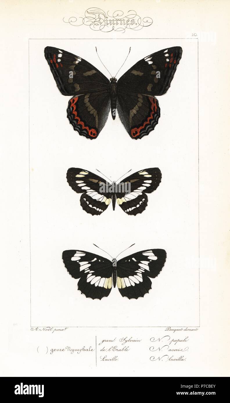Poplar admiral, Limenitis populi, common glider, Neptis sappho, and Hungarian glider, Neptis rivularis. Handcoloured steel engraving by the Pauquet brothers after an illustration by Alexis Nicolas Noel from Hippolyte Lucas' Natural History of European Butterflies, Histoire Naturelle des Lepidopteres d'Europe, 1864. Stock Photo