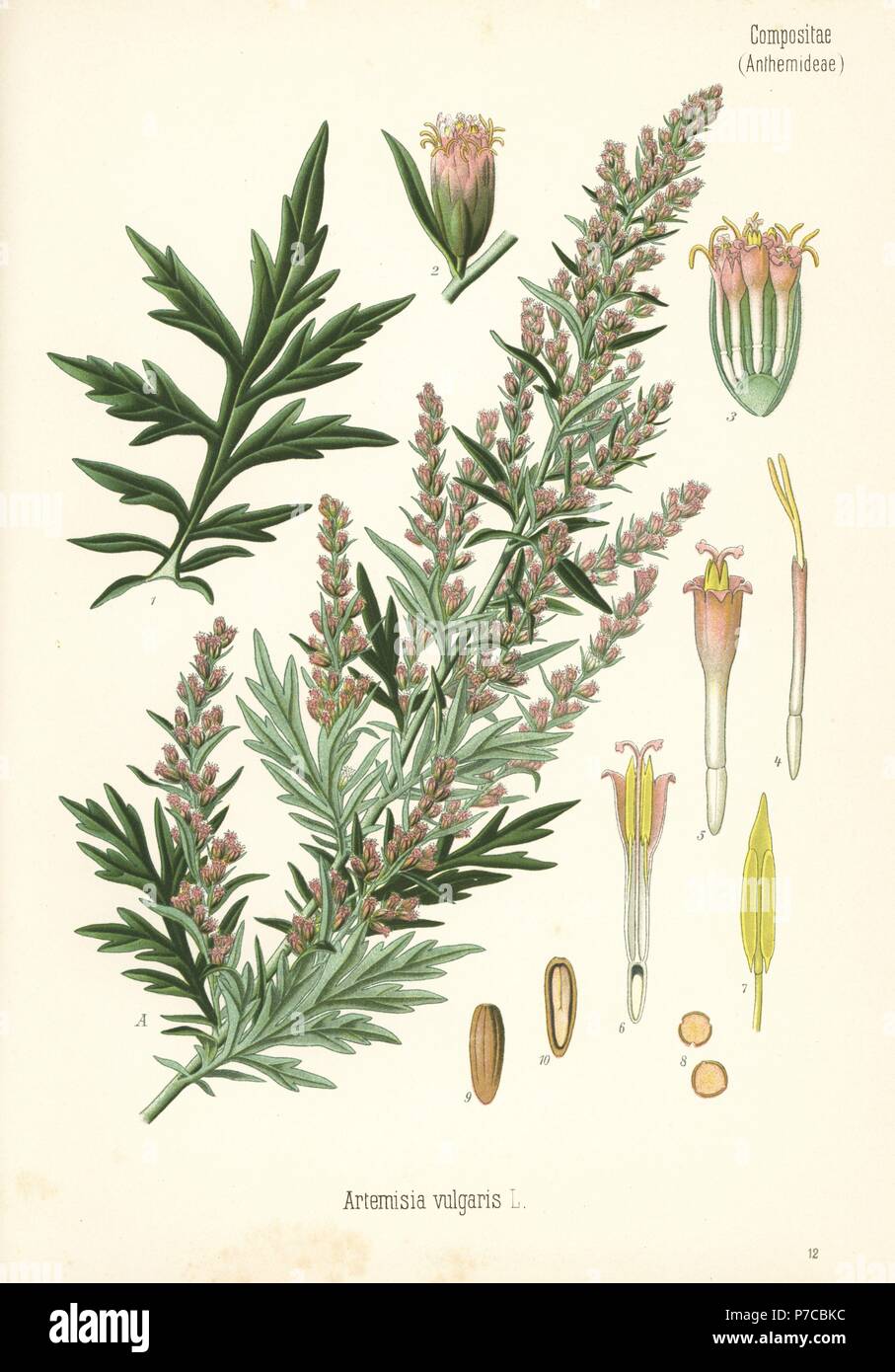 Mugwort or common wormwood, Artemisia vulgaris. Chromolithograph after a botanical illustration from Hermann Adolph Koehler's Medicinal Plants, edited by Gustav Pabst, Koehler, Germany, 1887. Stock Photo