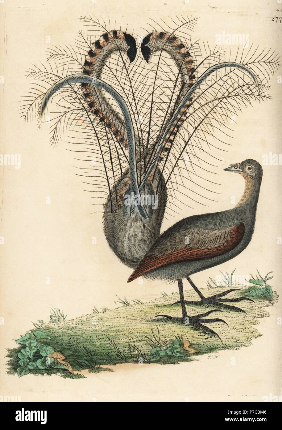 Superb lyrebird, Menura novaehollandiae (Parkinsonian paradise bird, Paradisea parkinsoniana). Illustration drawn and engraved by Richard Polydore Nodder. Handcoloured copperplate engraving from George Shaw and Frederick Nodder's The Naturalist's Miscellany, London, 1802. Stock Photo