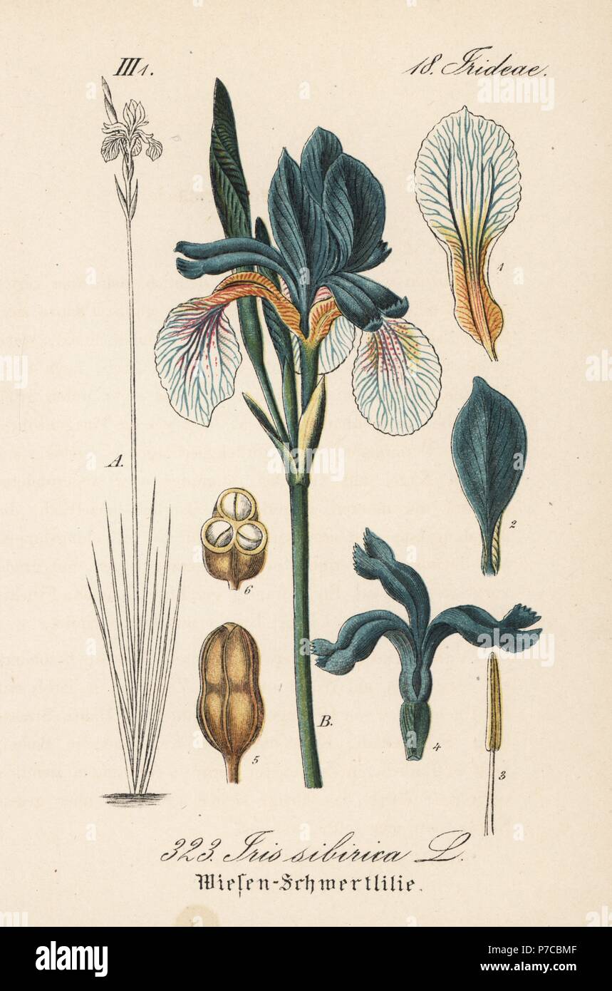Siberian flag, Iris sibirica. Handcoloured lithograph from Diederich ...
