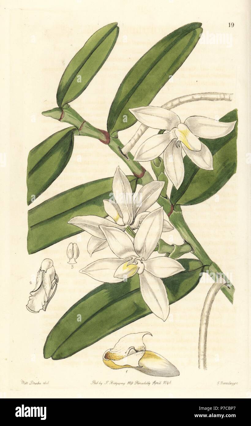 Small shoe-carrying thrixspermum orchid, Thrixspermum calceolus (Slippered fleshlip, Sarcochilus calceolus). Handcoloured copperplate engraving by George Barclay after an illustration by Miss Sarah Drake from Edwards' Botanical Register, edited by John Lindley, London, Ridgeway, 1846. Stock Photo