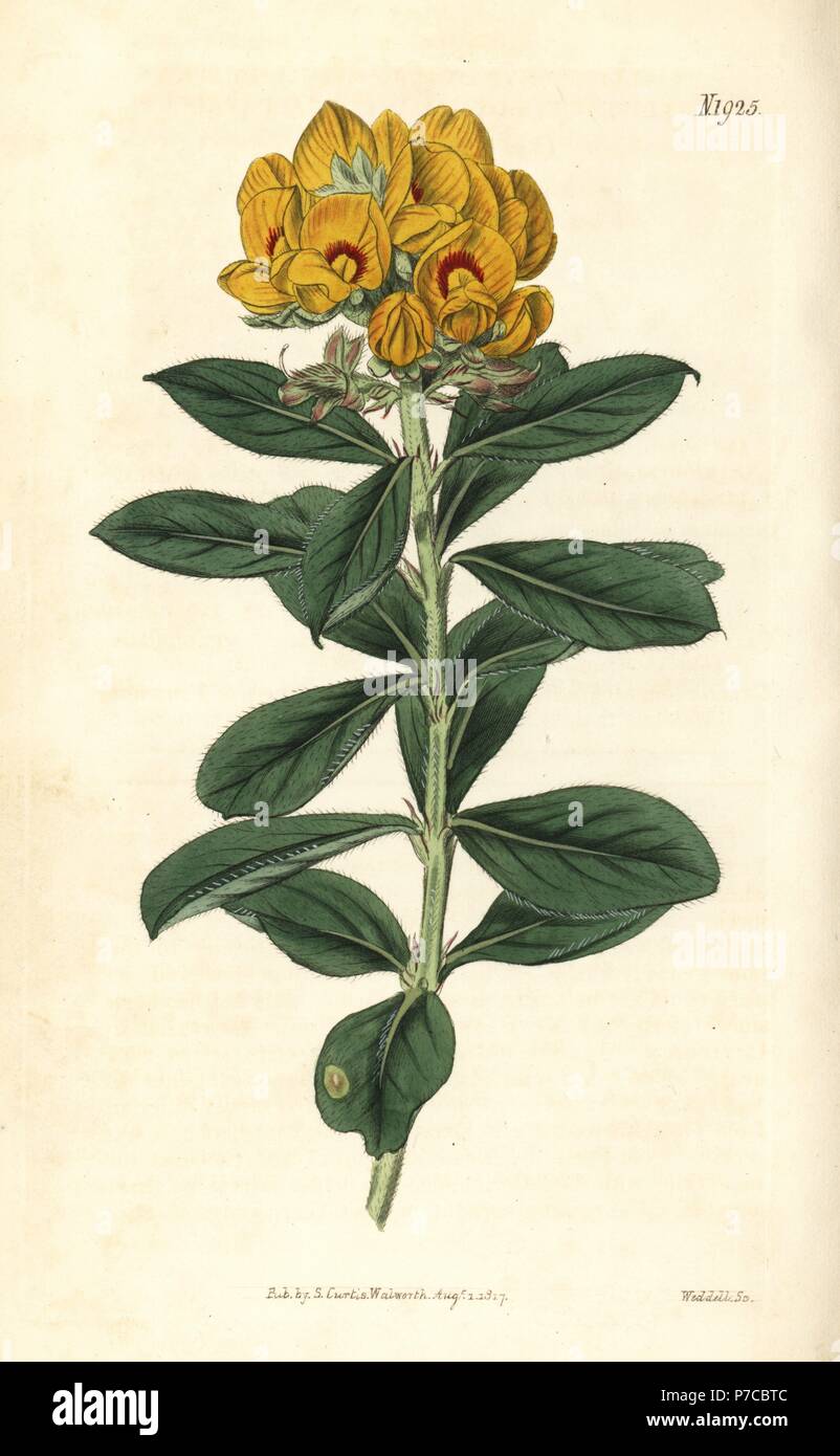 Wonnich or native willow, Callistachys lanceolata (Oval-leaved callistachys, Callistachys ovata). Handcoloured botanical engraving from John Sims' Curtis's Botanical Magazine, Couchman, London, 1817. Stock Photo