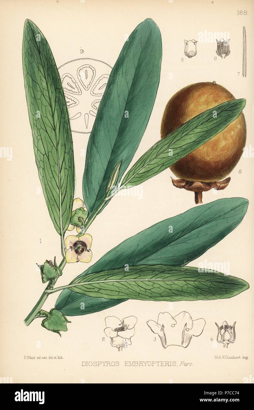 Malabar ebony, tindooka, gab or gaub tree, Diospyros malabarica ...