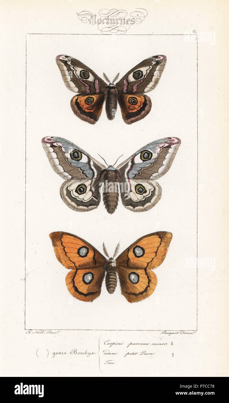 Small emperor moth, Saturnia pavonia, male and female, and tau emperor, Aglia tau. Handcoloured steel engraving by the Pauquet brothers after an illustration by Alexis Nicolas Noel from Hippolyte Lucas' Natural History of European Butterflies, Histoire Naturelle des Lepidopteres d'Europe, 1864. Stock Photo