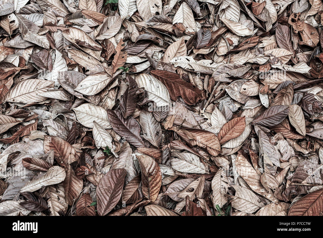 Dead leaves on ground background nature detail Stock Photo Alamy