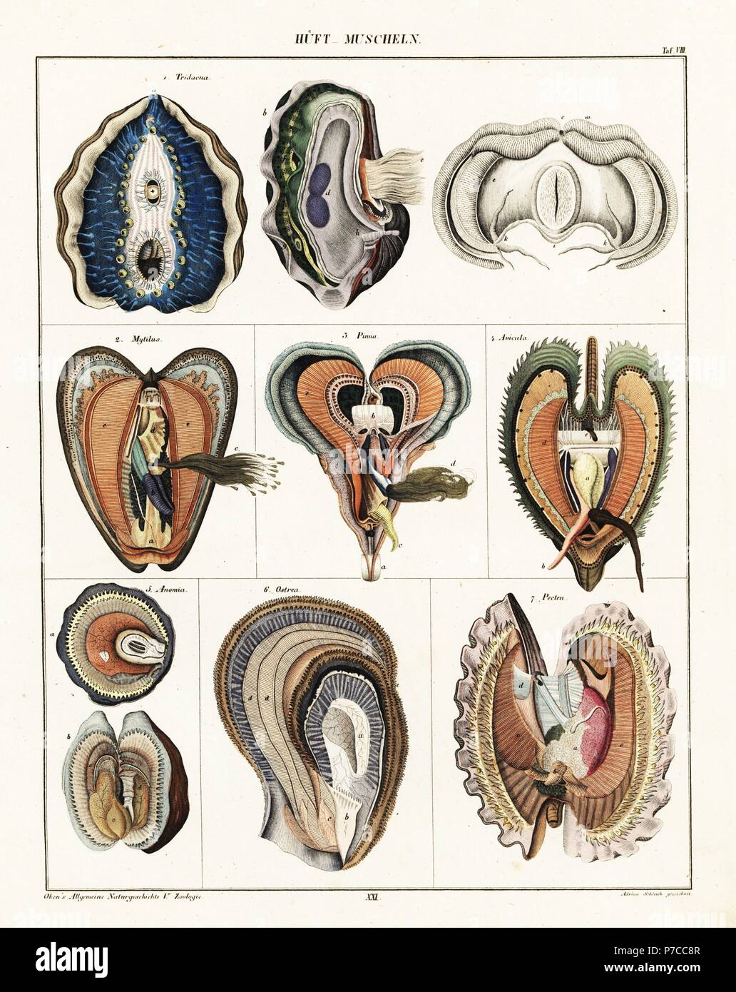 Filibranchia Varieties of bivalve molluscs including clam, Tridacna, mussel, Mytilus ...