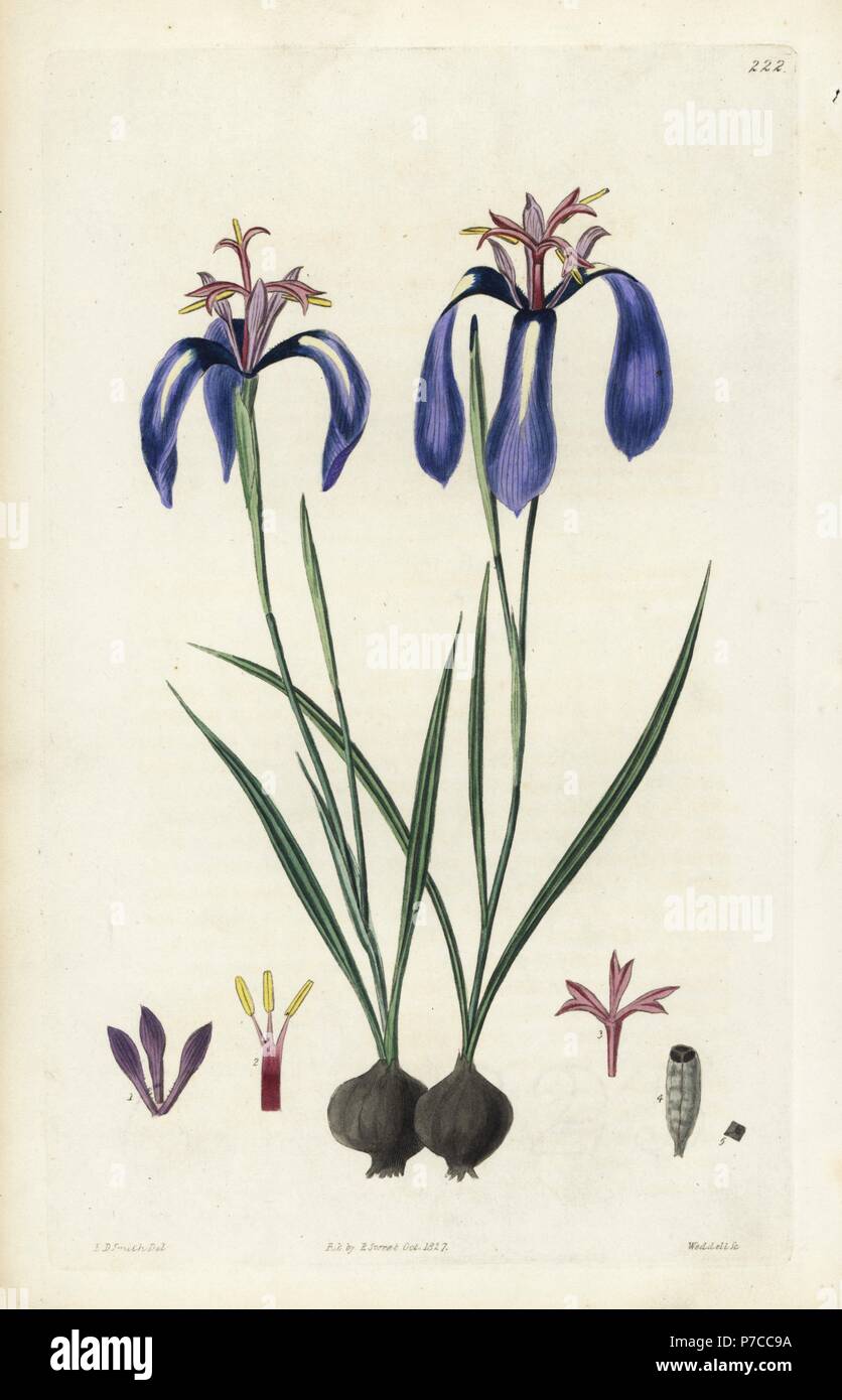 Plaited-leaved herbertia, Herbertia pulchella. Handcoloured copperplate engraving by Weddell after a botanical illustration by Edward Dalton Smith from Robert Sweet's The British Flower Garden, Ridgeway, London, 1827. Stock Photo