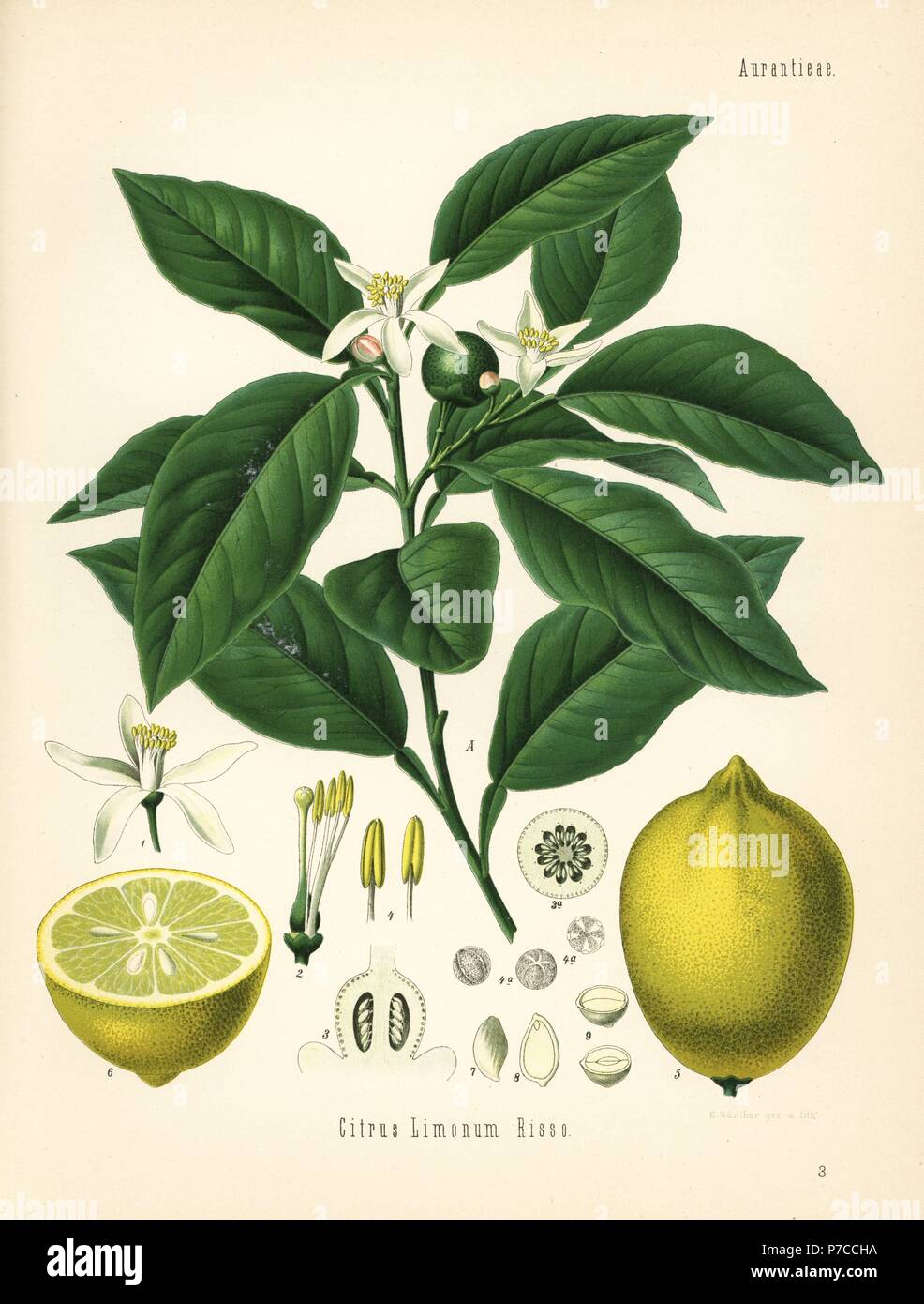 Lemon tree and fruit, Citrus limon (Citrus limonum). Chromolithograph by E. Gunther after a
