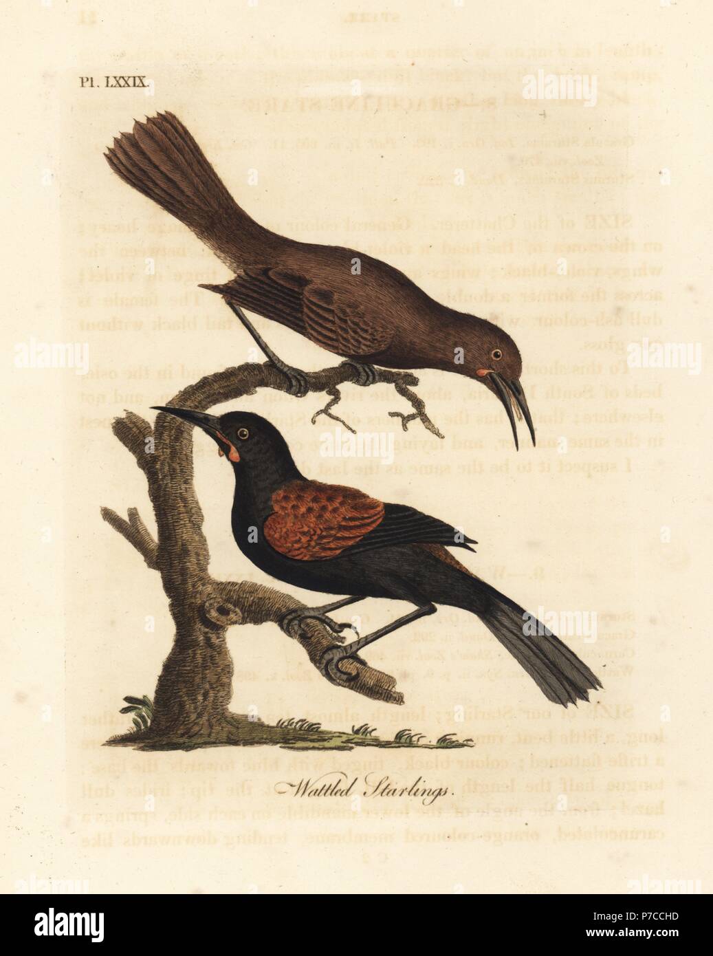 Southern saddleback, Philesturnus carunculatus, male and female (Wattled starlings, Sturnus carunculatus). Near threatened. Handcoloured copperplate drawn and engraved by John Latham from his own A General History of Birds, Winchester, 1822. Stock Photo