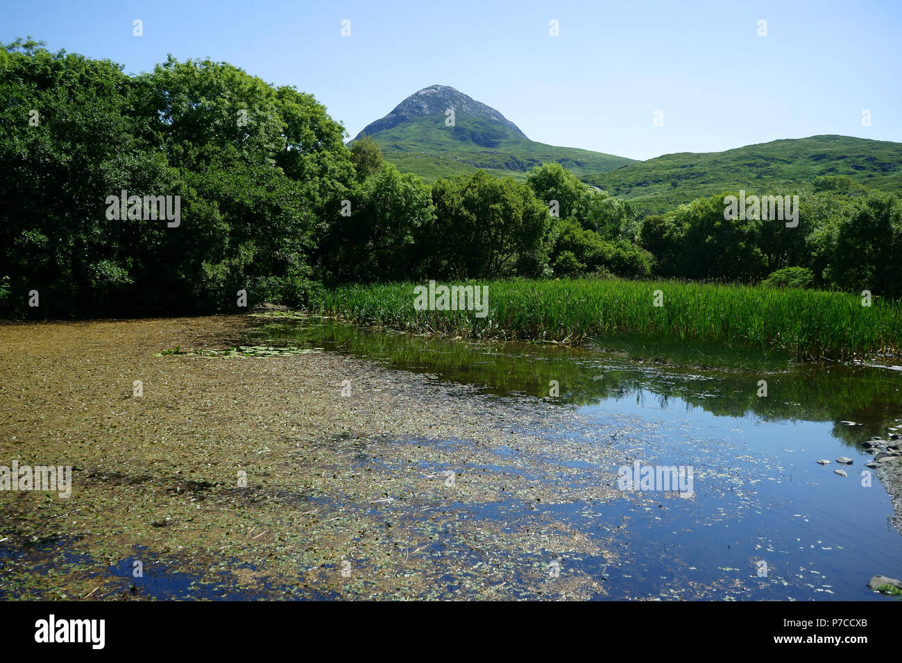 Pond with reed near visitor center and Dimond Hill, Connemara National