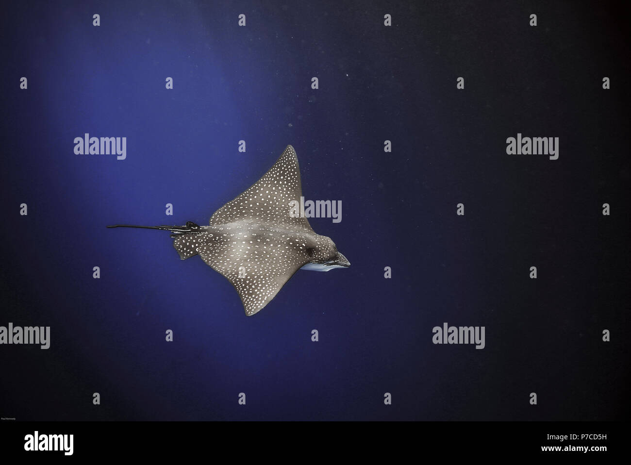 Spotted eagle ray swimming underwater in blue ocean, Galapagos Islands Stock Photo