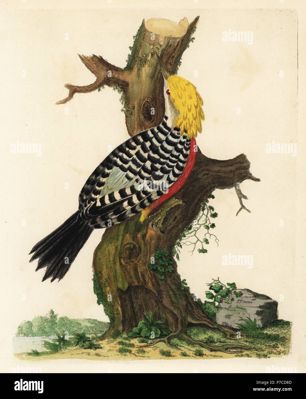 Blond-crested woodpecker, Celeus flavescens (Yellow-crested woodpecker, Picus flavescens). From a specimen in the possession of Thomas Pennant. Handcoloured copperplate engraving by Peter Brown from his New Illustrations of Zoology, B. White, London, 1776. Stock Photo