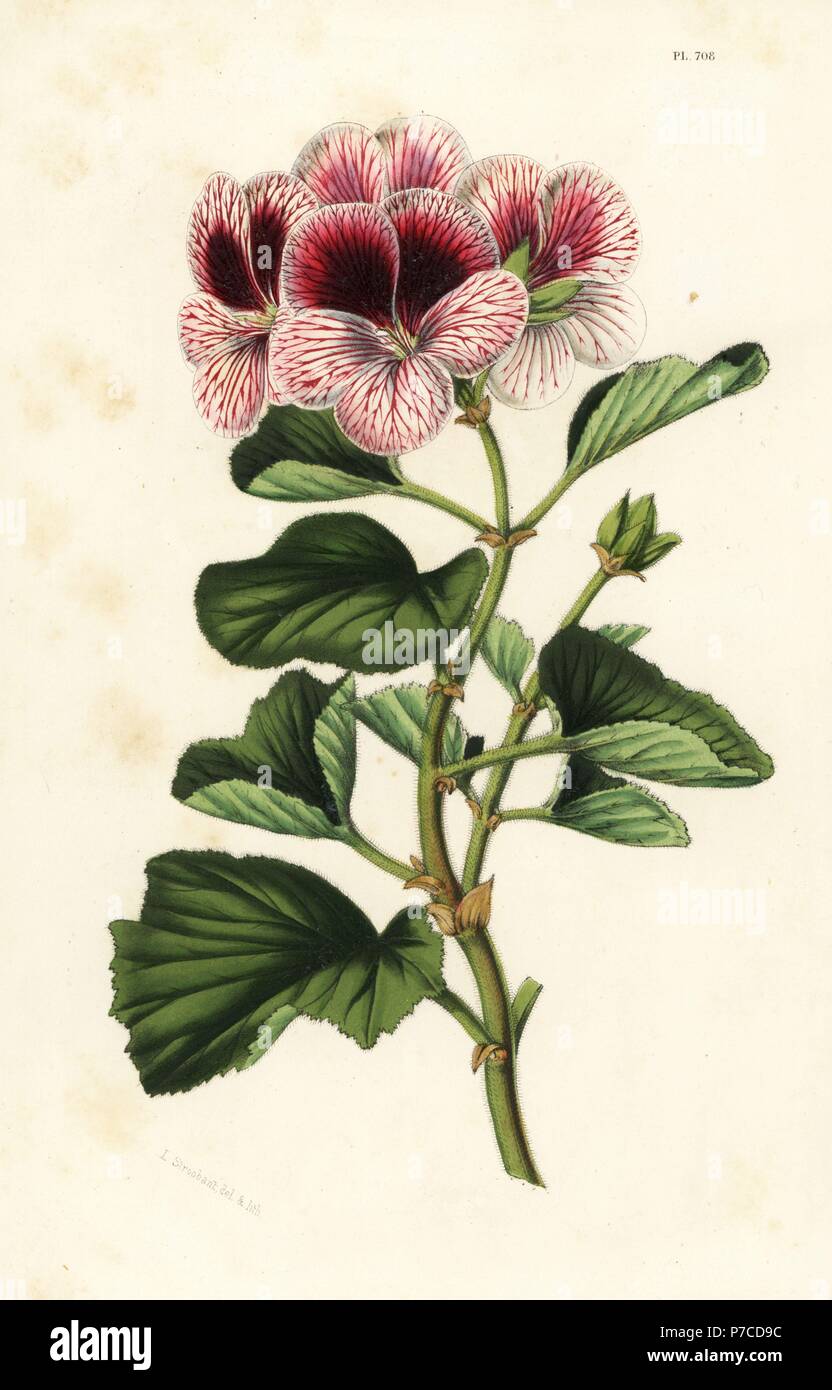 Geranium hybrid, Pelargonium mazeppa superbe. Handcoloured lithograph from Louis van Houtte and Charles Lemaire's Flowers of the Gardens and Hothouses of Europe, Flore des Serres et des Jardins de l'Europe, Ghent, Belgium, 1851. Stock Photo