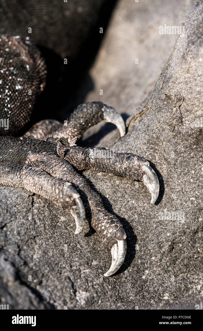 Marine iguana foot and claws, Galapagos Islands Stock Photo
