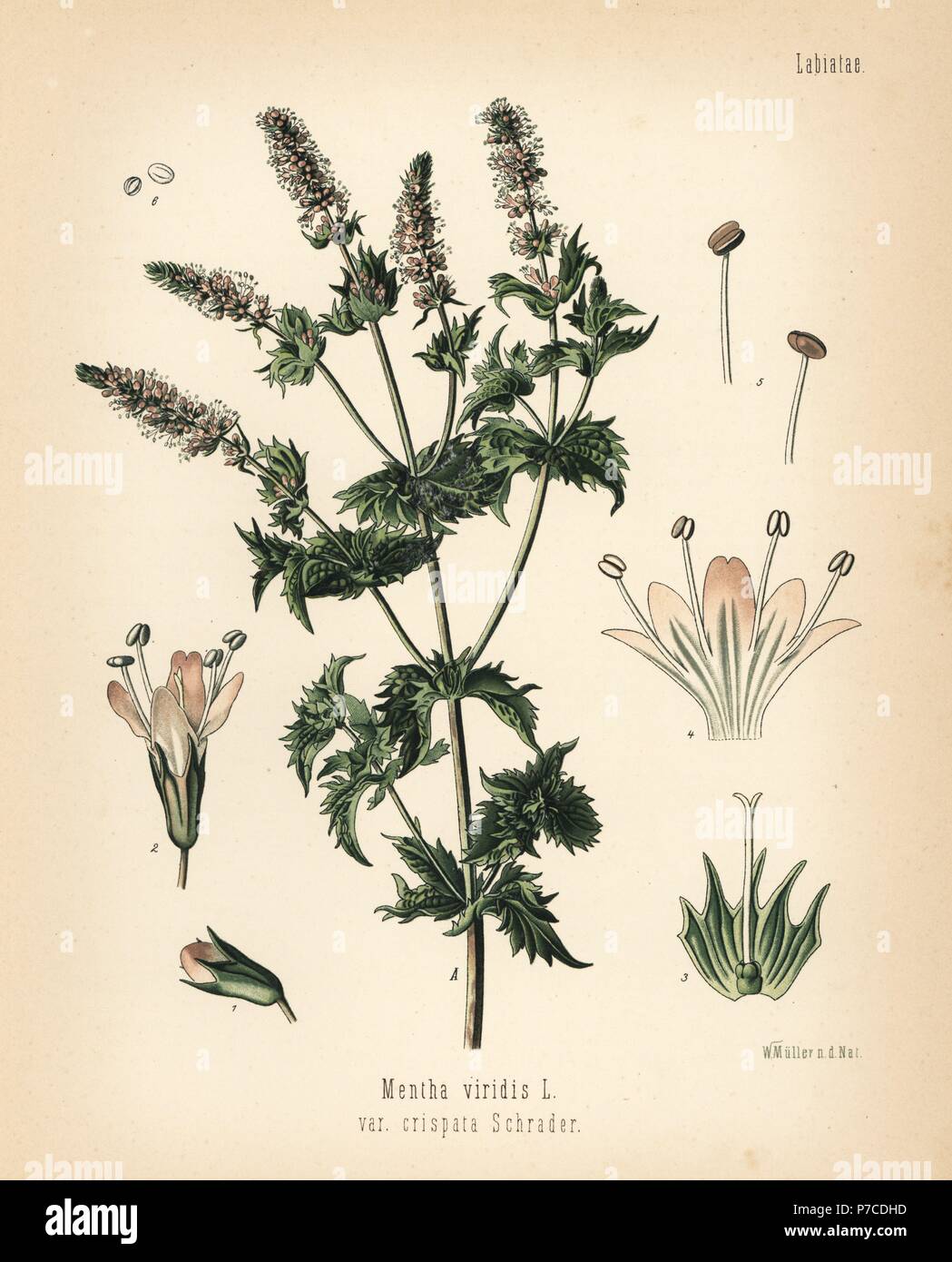 Spearmint, Mentha spicata (Mentha viridis var. crispata). Chromolithograph after a botanical illustration by Walther Muller from Hermann Adolph Koehler's Medicinal Plants, edited by Gustav Pabst, Koehler, Germany, 1887. Stock Photo
