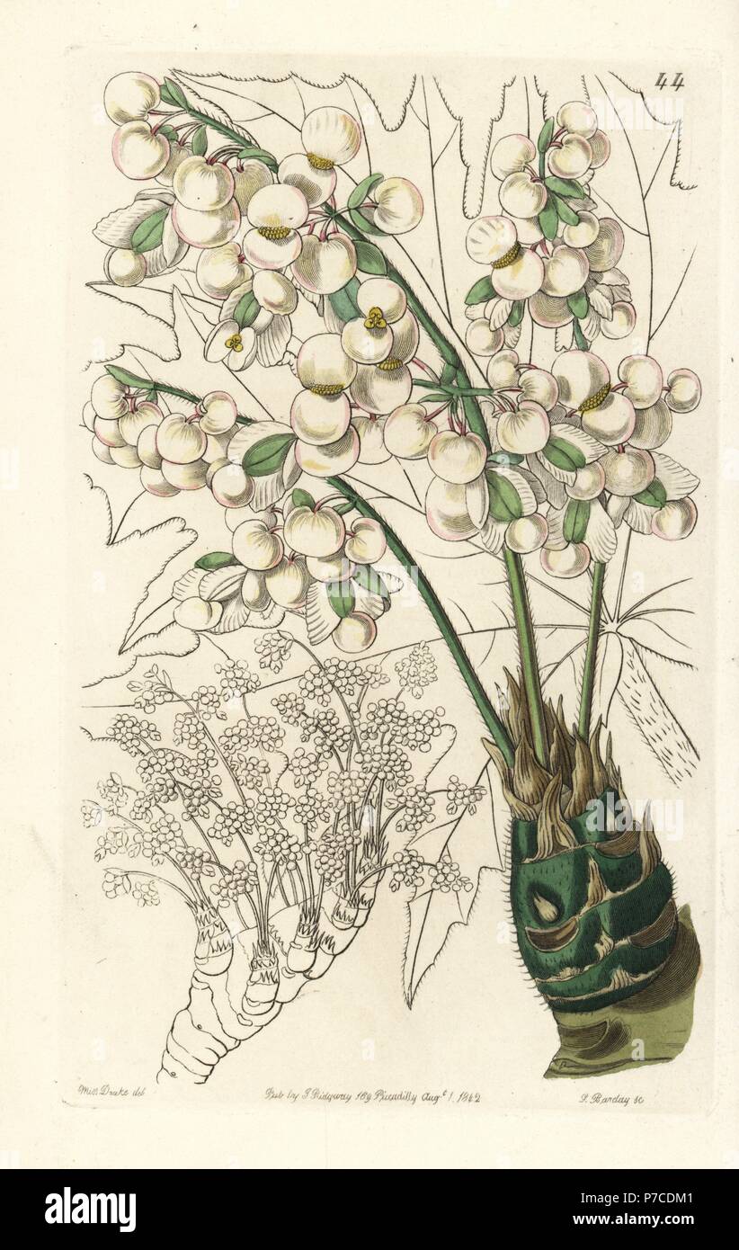 Thick-stemmed begonia, Begonia crassicaulis. Handcoloured copperplate engraving by George Barclay after an illustration by Miss Sarah Drake from Edwards' Botanical Register, edited by John Lindley, London, Ridgeway, 1842. Stock Photo