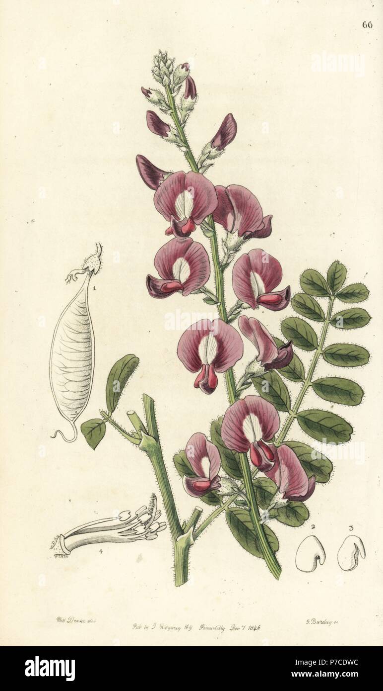 Darling pea or Captain Grey's swainsona, Swainsona greyana. Handcoloured copperplate engraving by George Barclay after an illustration by Miss Sarah Drake from Edwards' Botanical Register, edited by John Lindley, London, Ridgeway, 1846. Stock Photo