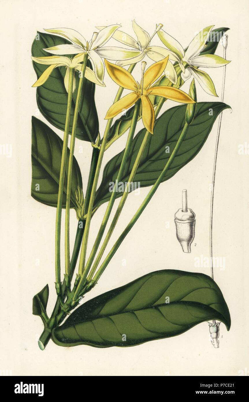 Oxyanthus tubiflorus. Handcoloured lithograph from Louis van Houtte and Charles Lemaire's Flowers of the Gardens and Hothouses of Europe, Flore des Serres et des Jardins de l'Europe, Ghent, Belgium, 1851. Stock Photo