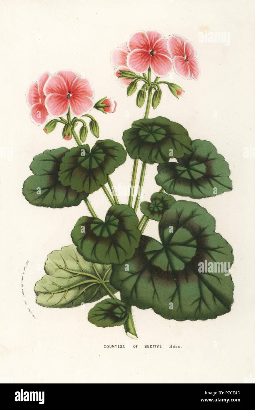 Geranium cultivar, Countess of Bective, Pelargonium zonale. Handcoloured lithograph from Louis van Houtte and Charles Lemaire's Flowers of the Gardens and Hothouses of Europe, Flore des Serres et des Jardins de l'Europe, Ghent, Belgium, 1857. Stock Photo