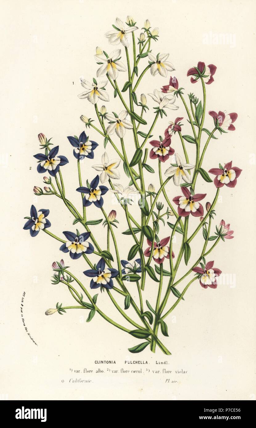 Flatface calicoflower, Downingia pulchella (Clintonia pulchella). Handcoloured lithograph from Louis van Houtte and Charles Lemaire's Flowers of the Gardens and Hothouses of Europe, Flore des Serres et des Jardins de l'Europe, Ghent, Belgium, 1856. Stock Photo