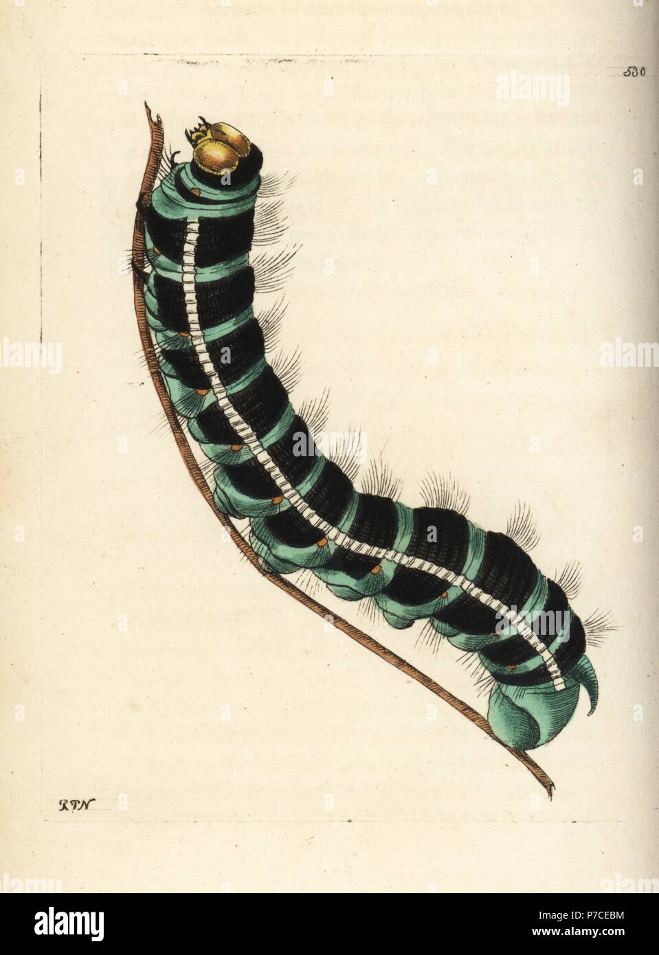 White witch moth caterpillar, Thysania agrippina (Agrippina butterfly, Phalaena agrippina). Illustration drawn and engraved by Richard Polydore Nodder after Maria Sibylla Merian. Handcoloured copperplate engraving from George Shaw and Frederick Nodder's The Naturalist's Miscellany, London, 1802. Stock Photo