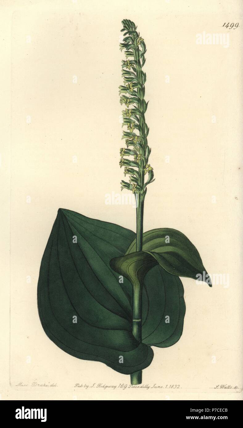 Gennaria diphylla (Heart-leaved herminium, Herminium cordatum). Handcoloured copperplate engraving by S. Watts after an illustration by Miss Sarah Drake from Sydenham Edwards' Botanical Register, Ridgeway, London, 1832. Stock Photo