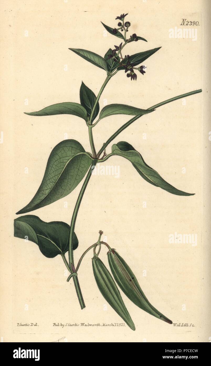 Black-flowered cynanchum, Cynanchum nigrum. Handcoloured copperplate engraving by Weddell after a botanical illustration by John Curtis from William Curtis' Botanical Magazine, Samuel Curtis, London, 1823. Stock Photo