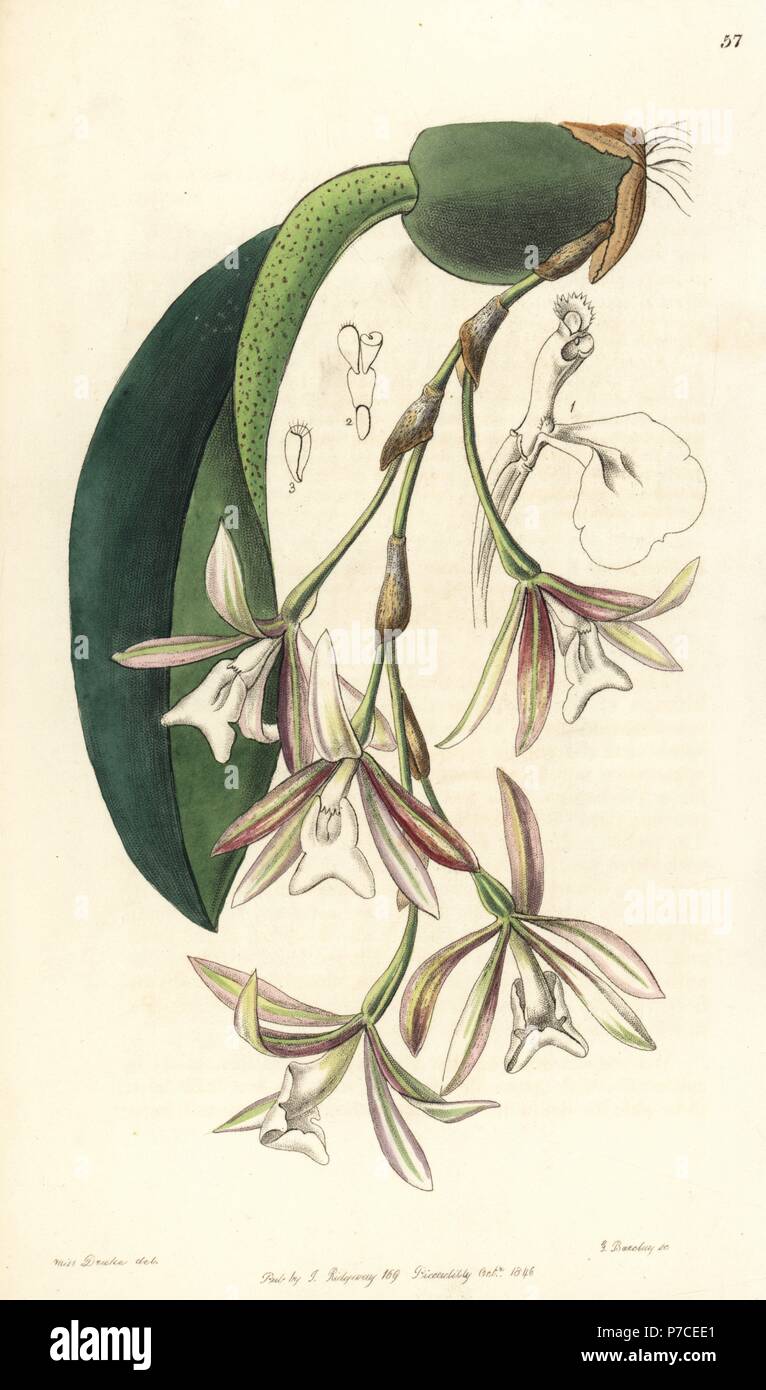Trichopilia laxa orchid (Loose-flowered pilumna, Pilumna laxa). Handcoloured copperplate engraving by George Barclay after an illustration by Miss Sarah Drake from Edwards' Botanical Register, edited by John Lindley, London, Ridgeway, 1846. Stock Photo