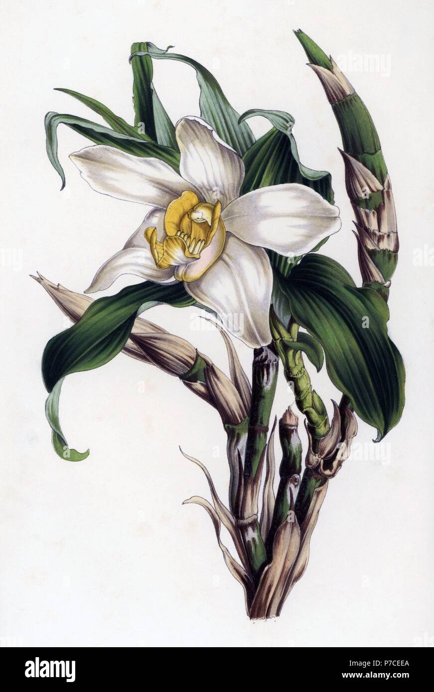 Bracteate chysis orchid, Chysis bractescens. Handcoloured lithograph by Stroobant from Louis van Houtte and Charles Lemaire's Flowers of the Gardens and Hothouses of Europe, Flore des Serres et des Jardins de l'Europe, Ghent, Belgium, 1851. Stock Photo