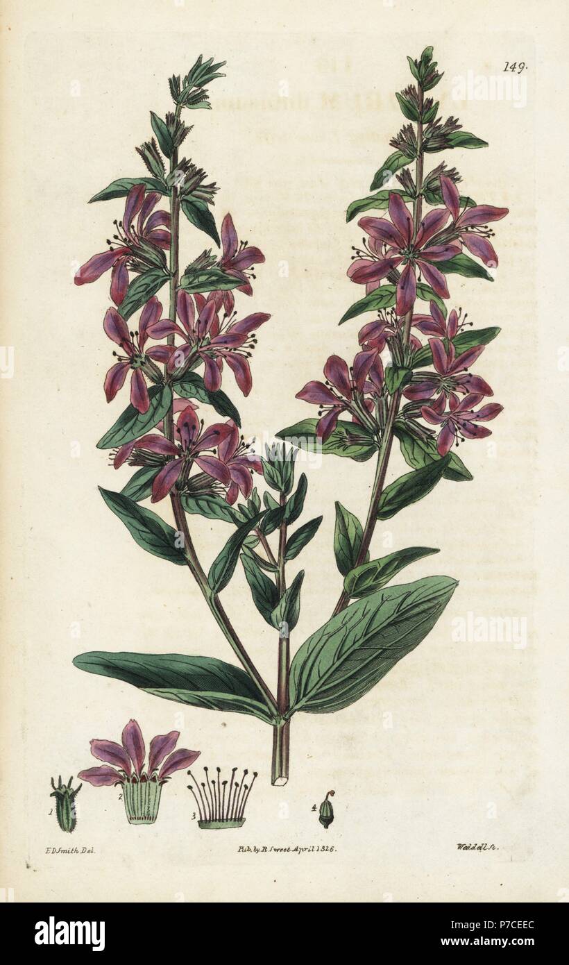 Spreading loosestrife, Lythrum diffusum. Handcoloured copperplate engraving by Weddell after a botanical illustration by Edward Dalton Smith from Robert Sweet's The British Flower Garden, Ridgeway, London, 1826. Stock Photo