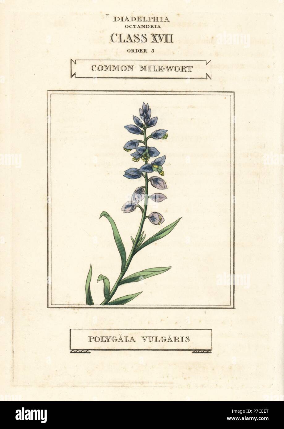 Common milkwort, Polygala vulgaris. Handcoloured copperplate engraving after an illustration by Richard Duppa from his The Classes and Orders of the Linnaean System of Botany, Longman, Hurst, London, 1816. Stock Photo