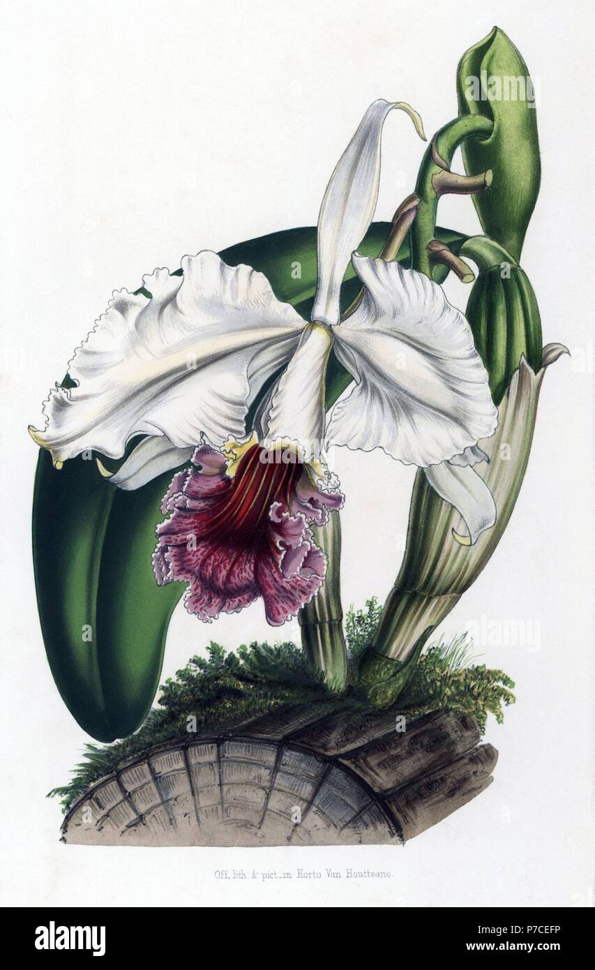 Ruby-lipped cattleya orchid, Cattleya labiata (var. candida). Handcoloured lithograph from Louis van Houtte and Charles Lemaire's Flowers of the Gardens and Hothouses of Europe, Flore des Serres et des Jardins de l'Europe, Ghent, Belgium, 1851. Stock Photo