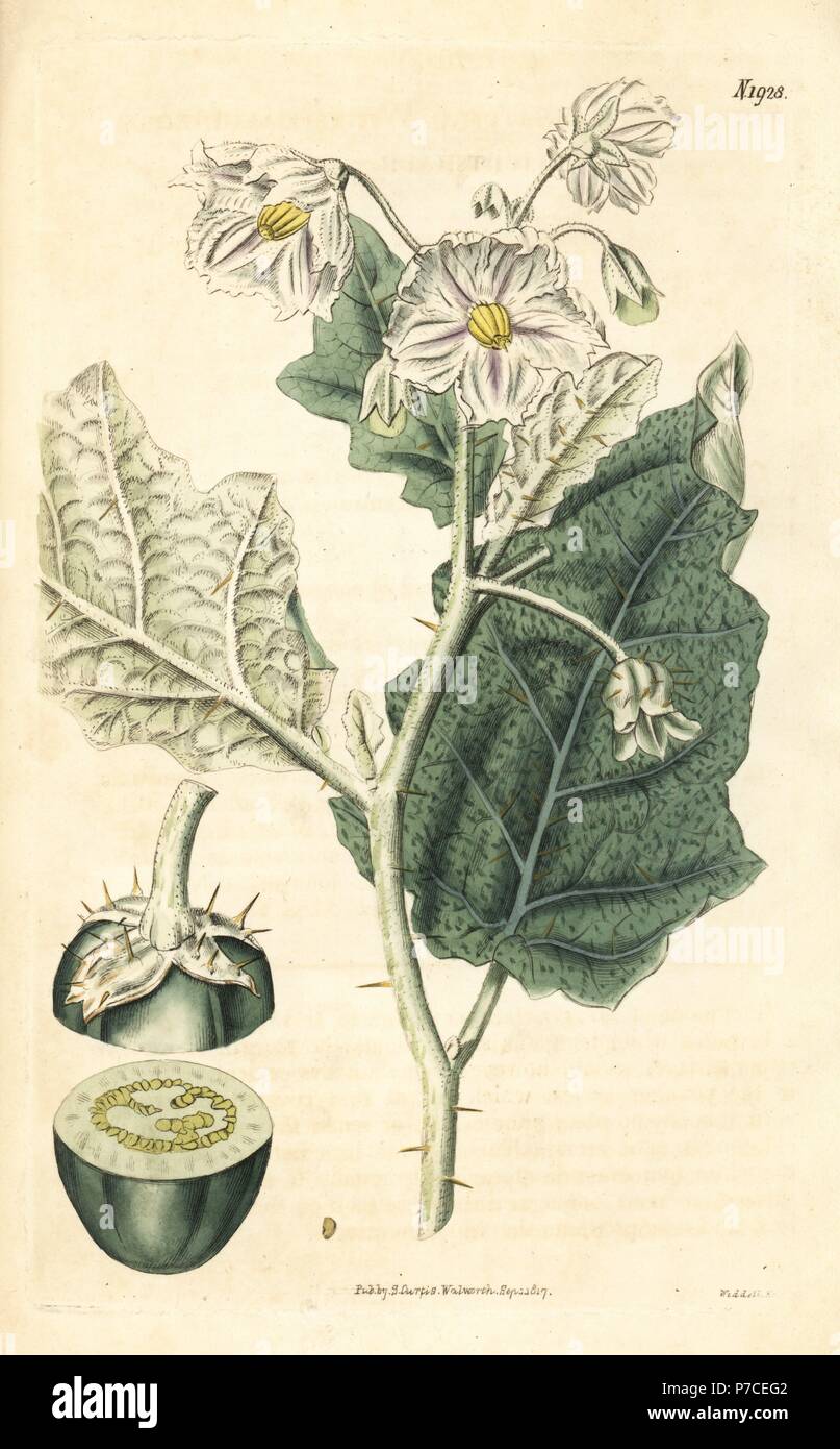White-margined nightshade or purple African nightshade, Solanum marginatum. Handcoloured botanical engraving from John Sims' Curtis's Botanical Magazine, Couchman, London, 1817. Stock Photo